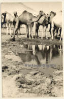 Egypt: Camel Herd At Waterhole / Pyramide (Vintage RPPC 1910s/1920s) - Sonstige & Ohne Zuordnung