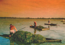 FERMENTELOS, Águeda - Apanha Do Moliço Na Pateira  ( 2 Scans ) - Aveiro