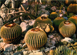 Fleurs - Plantes - Cactus - Principauté De Monaco - Le Jardin Exotique - Echimocactus Grusonii - Coussins De Belle-Mère  - Cactus