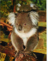 Animaux - Koala - Mère Et Son Petit - CPM - Voir Scans Recto-Verso - Other & Unclassified