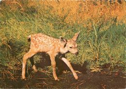 Animaux - Cervidés - Etats Unis - United States - USA - California - Yosemite National Park - Mule Deer Fawn - Carte Den - Sonstige & Ohne Zuordnung