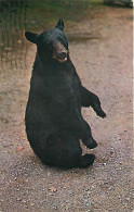 Animaux - Ours - Mountains Of North Carolina - Bear - CPSM Format CPA - Voir Scans Recto-Verso - Ours