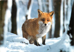 Animaux - Renards - Hiver - Neige - Fox - CPM - Voir Scans Recto-Verso - Andere & Zonder Classificatie