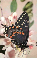 Animaux - Papillons - Papilio Polyxenes Asterius - Photo Yves Lanceau - Carte éditée Par Le Comité National De L'enfance - Schmetterlinge