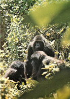 Animaux - Singes - Rwanda - Parc Des Volcans - Gorille De Montagne - Carte Neuve - CPM - Voir Scans Recto-Verso - Singes