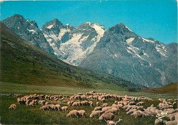 Animaux - Moutons - Alpes - Route De Grenoble à Briançon - Alpage Au Col Du Lautaret (2058 M.). La Meije (3983) Et Le Gl - Other & Unclassified