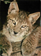 Animaux - Fauves - Lynx - Lynx Boreal - CPM - Voir Scans Recto-Verso - Otros & Sin Clasificación