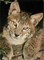 Animaux - Fauves - Lynx - Lynx Boreal - CPM - Voir Scans Recto-Verso - Other & Unclassified