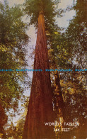 R074471 Worlds Tallest Tree. Mike Roberts - World