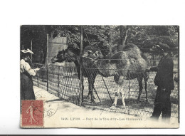 CPA DPT 69 LYON , PARC DE LA TETE D OR , LES CHAMEAUX  En 1908! - Autres & Non Classés