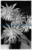 R076352 Flowers. Vanel. 1946 - World