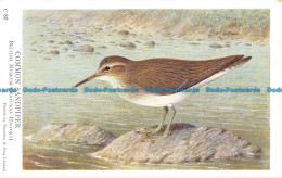 R074684 C80 Common Sandpiper. British Museum. Waterlow - World