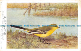 R074687 C78 Yellow Wagtail. British Museum. Waterlow. 1935 - World