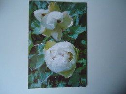 TAIWAN     POSTCARDS FLOWERS    MORE  PURHRSAPS 10% DISCOUNT - Taiwán