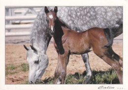 Des Chevaux - Pferde