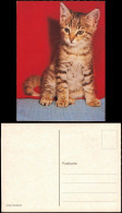 Ansichtskarte  Tiermotiv-Karte Tiere Katzen Cat: Junge Hauskatze 1970 - Other & Unclassified