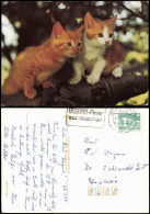 Ansichtskarte  Tiermotiv-Karte Tiere Katzen Auf Baumast (Cats) 1990 - Other & Unclassified