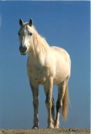 Format Spécial - 180 X 120 Mms - Animaux - Chevaux - Portrait - Carte  La Vie Est Belle - Frais Spécifique En Raison Du  - Horses
