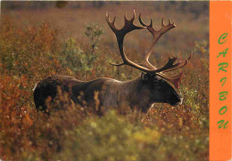 Animaux - Cervidés - Canada - Caribou - CPM - Voir Scans Recto-Verso - Sonstige & Ohne Zuordnung