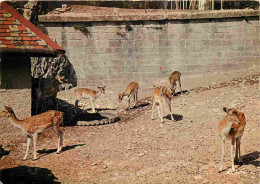 Animaux - Cervidés - Besançon - Le Zoo De La Citadelle - Daims - CPM - Etat Trou De Punaise Visible - Voir Scans Recto-V - Autres & Non Classés