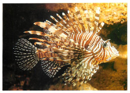 Animaux - Poissons - Aquarium De La Rochelle - 21 - Rascasse Volante - Lion Fish - Carte Neuve - CPM - Voir Scans Recto- - Vissen & Schaaldieren