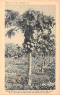 26890 " NELLE MISSIONI DELLA CONSOLATA-FLORA AFRICANA-L'ARTISTICO ALBERO DEL PAPAI... " -CART.POST. NON SPED. - Unclassified