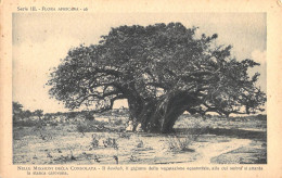 26903 " NELLE MISSIONI DELLA CONSOLATA-IL BAOBAB-IL GIGANTE DELLA VEGETAZIONE EQUATORIALE..... "CART.POST. NON SPED. - Ohne Zuordnung