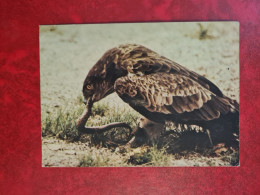 Carte KINTZHEIM VOLERIE DES AIGLES CIRCAETE JEAN LE BLANC AVEC UNE VIPERE - Autres & Non Classés