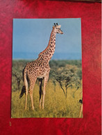 Carte GIRAFFE DU KENIA - Girafes