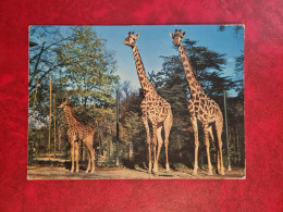 Carte ZOO DE BALE ZOOLOGISCHER GARTEN BASEL GIRAFES - Other & Unclassified