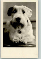 12085408 - Foxterrier Foto 1957 AK - Dogs