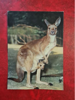 Carte ZOO DE BALE ZOOLOGISCHER GARTEN BASEL RIESENKANGURUH KANGOUROU - Andere & Zonder Classificatie