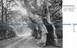 R075725 Burnham Beeches. Come Gentle Spring Ethereal Mildness Come. Thompson. Sh - World