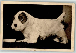 39191708 - Oesterr. Tierschutzverein , Kleiner Hund - Autres & Non Classés