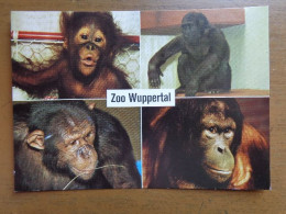 Zoo, Dierenpark, Tierpark / Zoo Wuppertal --> Unwritten - Singes