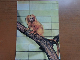 Zoo, Dierenpark, Tierpark / Tierpark Berlin, Lowenaffchen --> Written (1 Corner Bit Damaged) - Monkeys