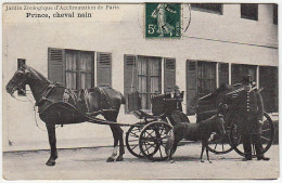 75 - B10544CPA - PARIS - ARR. 16 - Prince, Cheval Nain - Jardin Zoologique - Très Bon état - PARIS - Arrondissement: 16