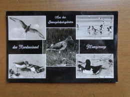 Aus Den Seevogelschutzgebieten Der Nordseeinsel Wangerooge --> Written - Oiseaux