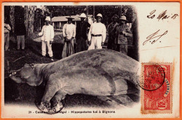 - B34635CPA - CASAMANCE - SENEGAL - Hippopotame Tué à BIGNONA - Très Bon état - AFRIQUE - Sénégal