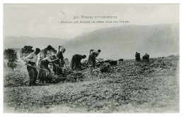 88 - T3456CPA - VOSGES - Récolte Des Pommes De Terre Dans Les Vosges - Parfait état - VOSGES - Autres & Non Classés