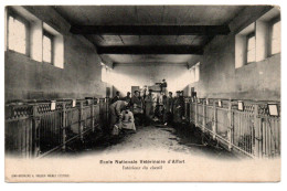 Ecole Nationale Vétérinaire. Intérieur Du Chenil - Maisons Alfort