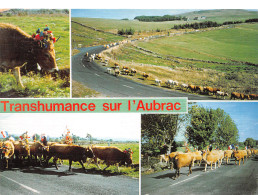 12-TRANSHUMANCE SUR L AUBRAC-N°3813-A/0251 - Other & Unclassified