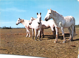 13-CAMARGUE-N°3815-C/0247 - Autres & Non Classés