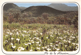 974-ILE DE LA REUNION CHAMP D AROMES-N°3815-C/0067 - Autres & Non Classés