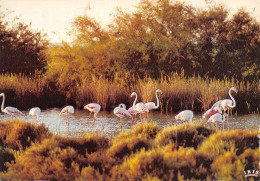 13-FLAMANTS ROSE CAMARGUE-N°3816-C/0033 - Other & Unclassified