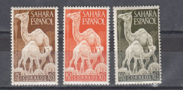 Spanish Sahara 1951 Camels (e-853) - Spanish Sahara