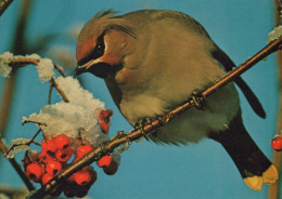 PÁJARO Animales Vintage Tarjeta Postal CPSM #PAN158.ES - Vogels