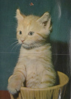 GATO GATITO Animales Vintage Tarjeta Postal CPSM #PAM158.ES - Cats