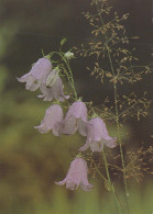 FLEURS Vintage Carte Postale CPSM #PBZ789.FR - Flores