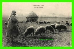 MÉTIER COMME BERGER AVEC SES MOUTONS - NO CAMPAGNES - ÉCRITE - - Other & Unclassified